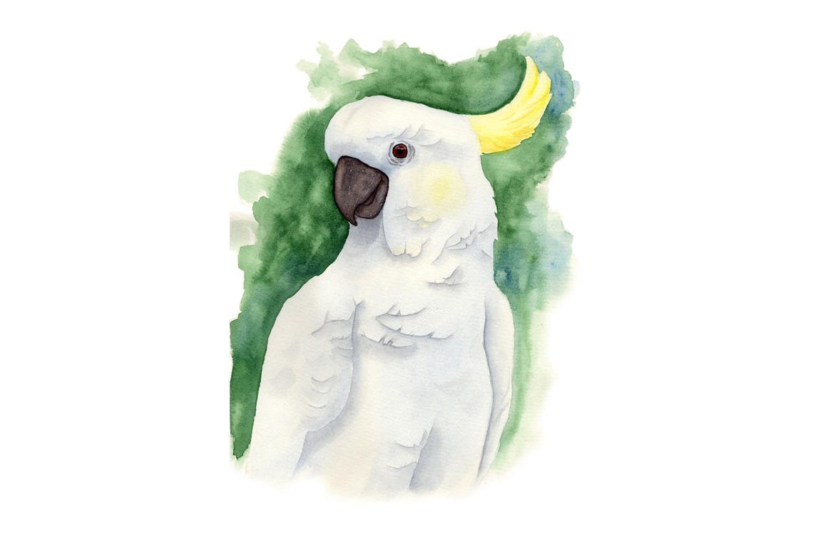 Sulphur Crested Cockatoo Watercolor Parrot Portrait Bird Poster