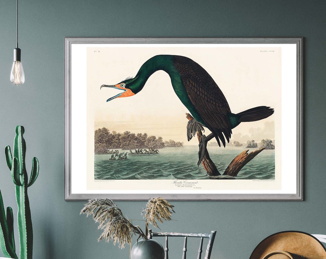 Cormorant Vintage Art Print, Audubon Bird Illustration