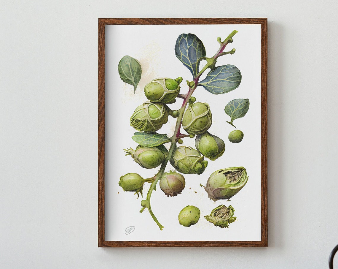 Brussels Sprouts Vintage Botanical Illustration Kitchen Poster