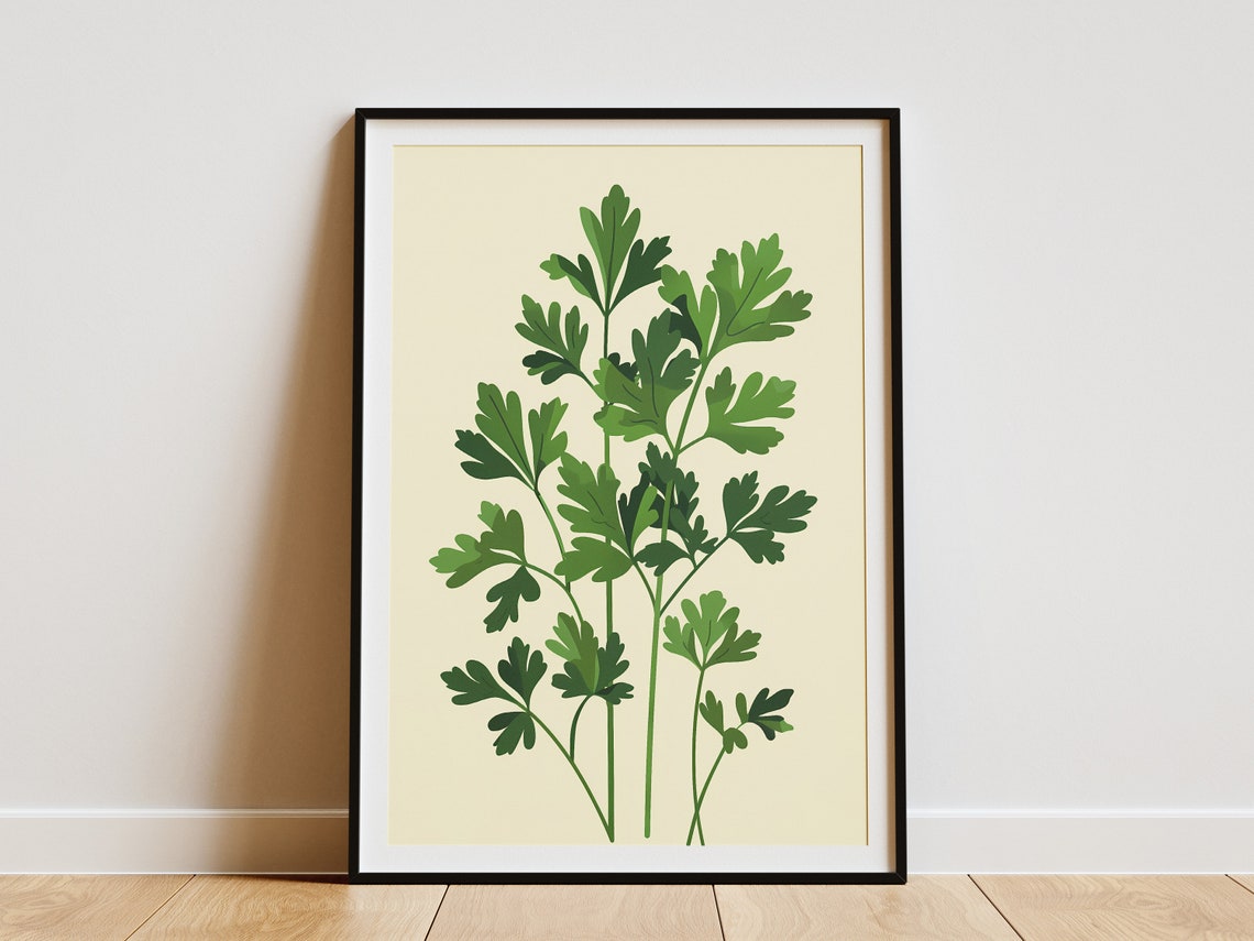 Parsley Herb Botanical Illustration Kitchen Wall Decor Art Print