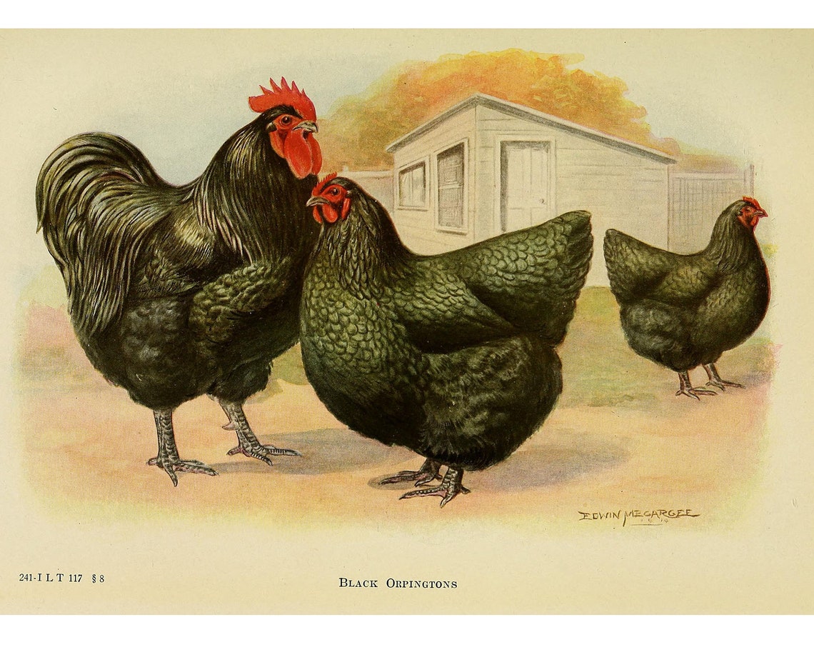 Orpington Chicken Vintage Lithograph