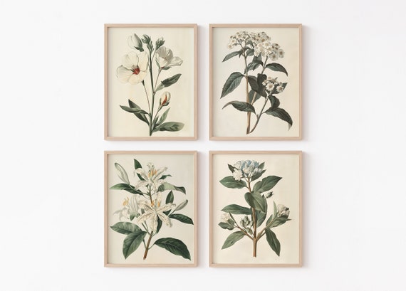 White Flower Art Set Botanical Print Of 4 Vintage Floral Illustrations Neutral Gallery Wall Farmhouse Decor