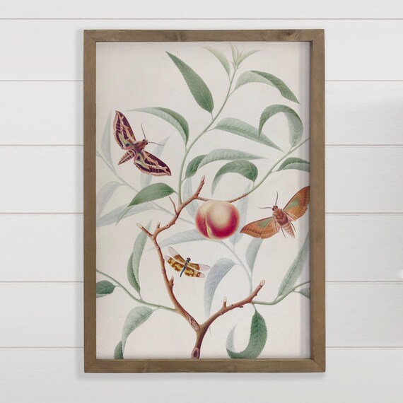 Vintage Peach Branch Botanical Study With Moths Nature Art Poster