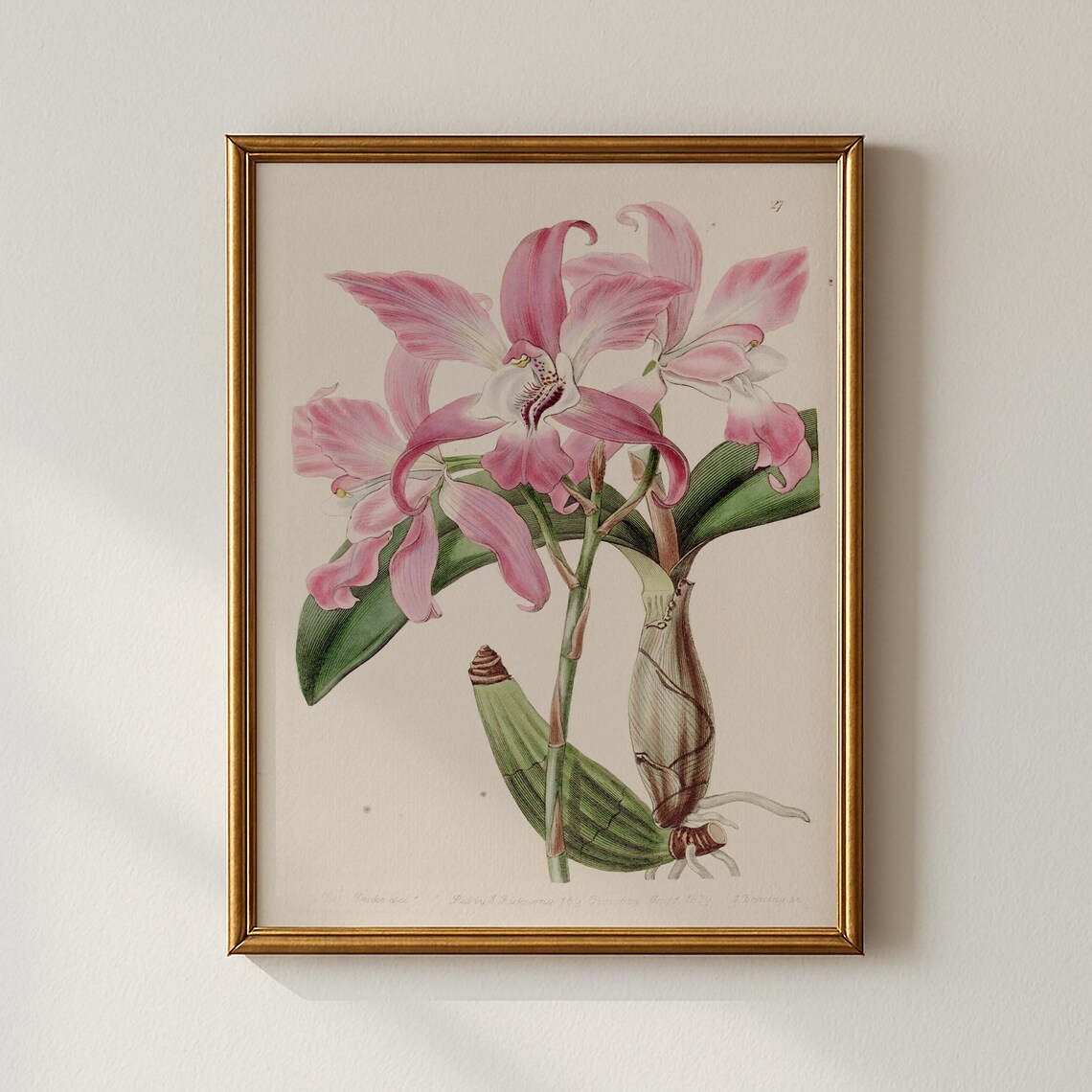 Vintage Pink Orchid Botanical Illustration Antique Floral Poster