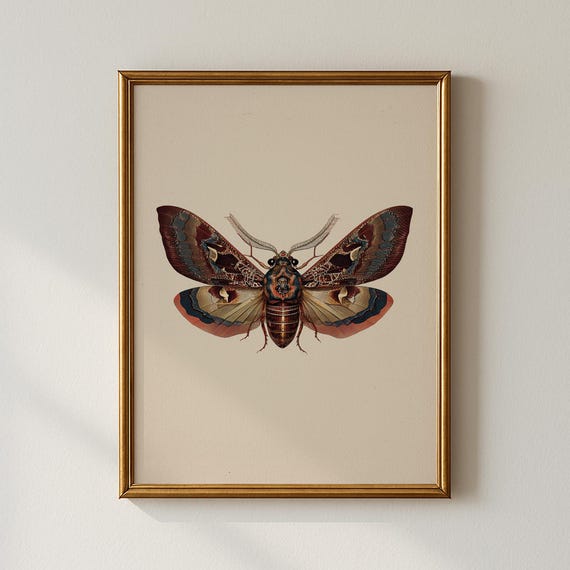 Vintage Moth Print Modern Wall Art Living Room Decor Collected Prints Cpp692