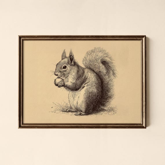 Vintage Squirrel Print Animal Wall Art Gallery Collected Prints Cpl635