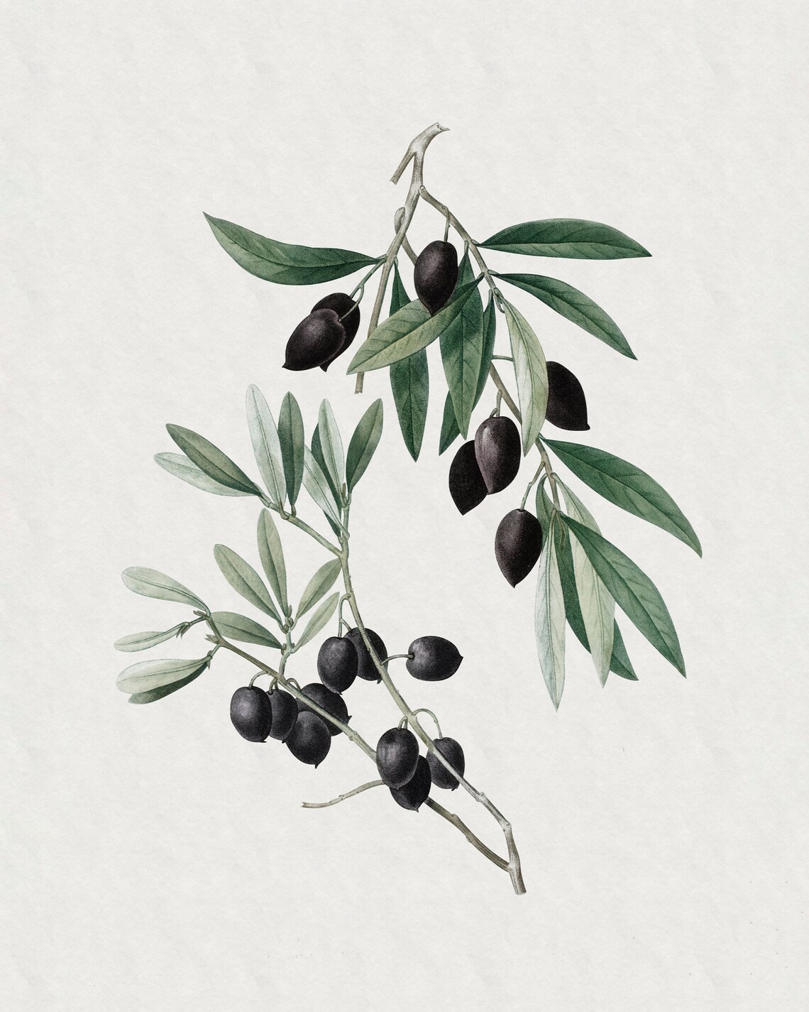Vintage Olive Branch Botanical Drawing Art Print - Image 2