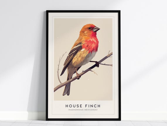 House Finch Poster Vibrant Bird Illustration Farmhouse Decor Framed Or Unframed