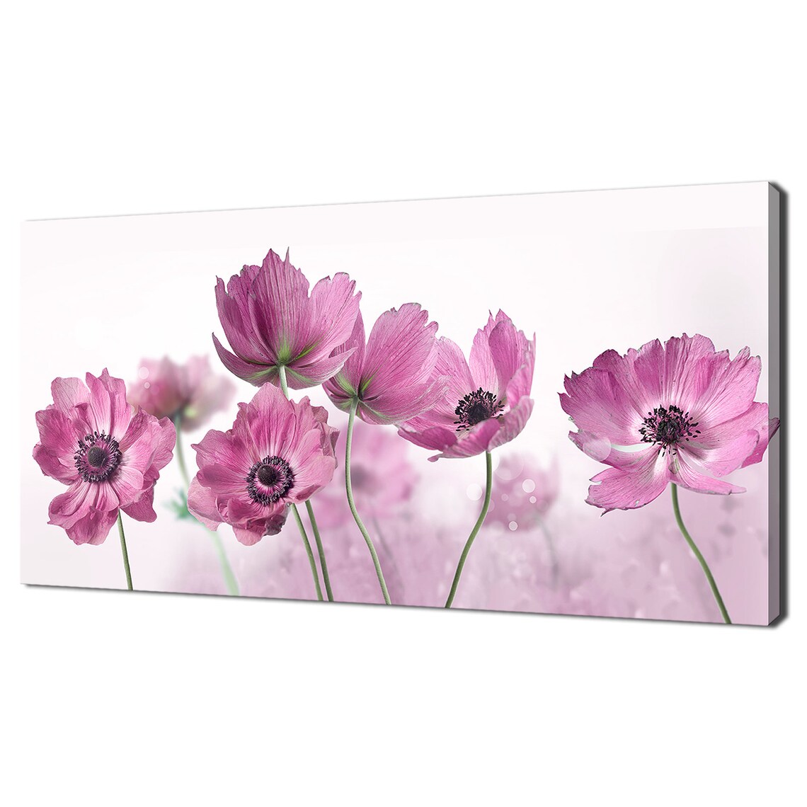 Pink Anemone Flowers, Modern Panoramic Art Print