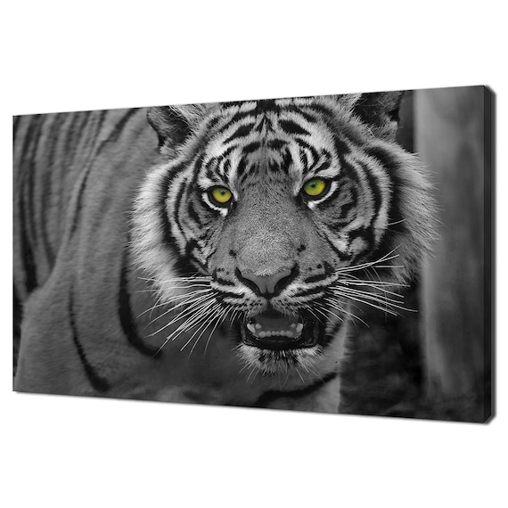 Sumatran Tiger Black White Portrait Piercing Green Eyes Wildlife Wall Art