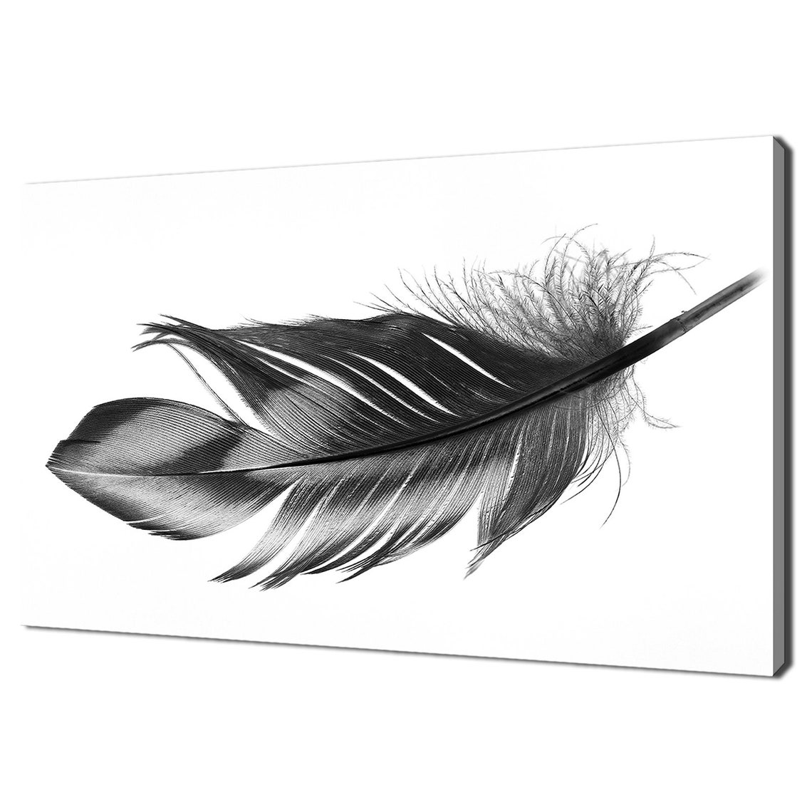 Black Feather On White Background Minimalist Modern Art Print