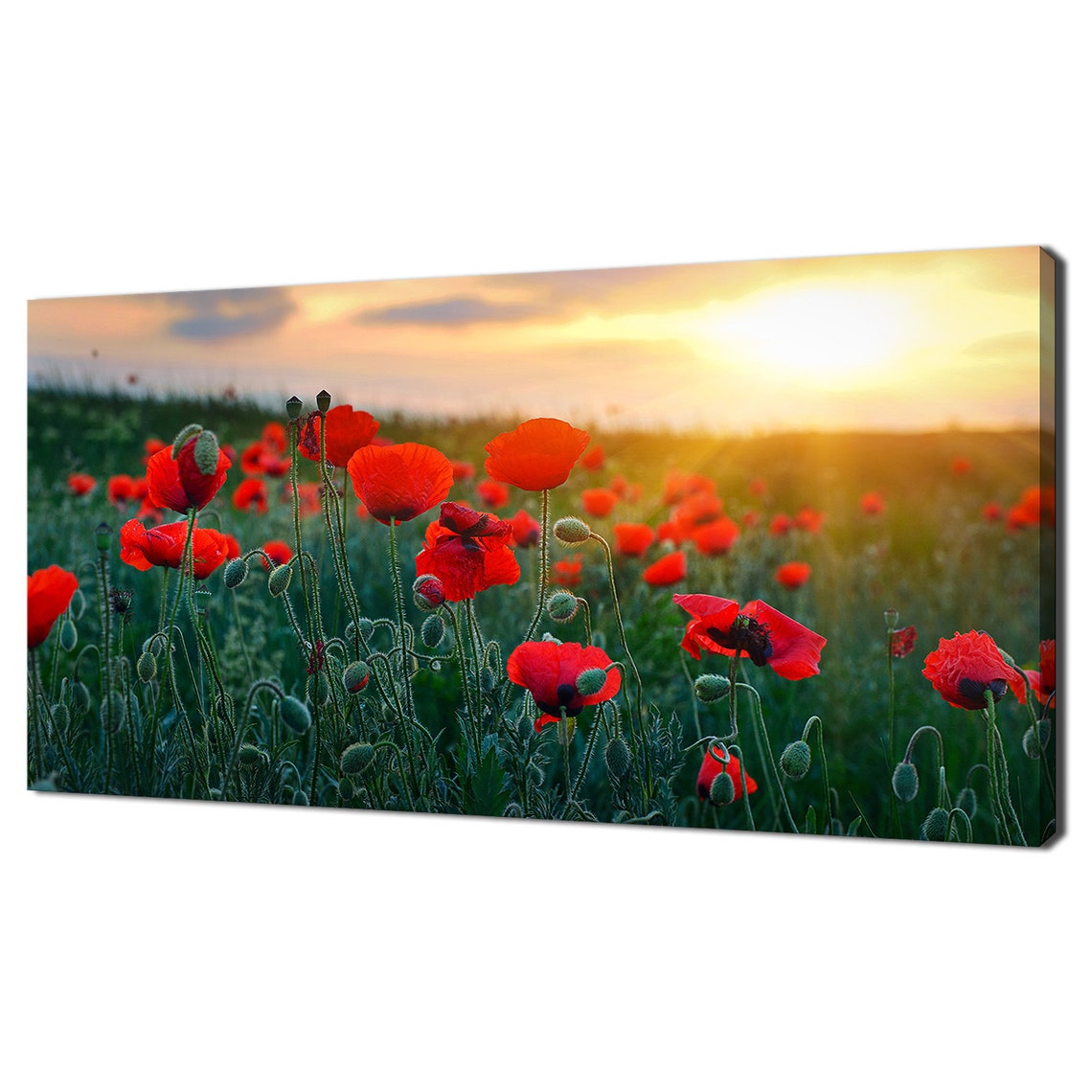 Red Poppies Field Sunset Golden Light Vibrant Wildflower Meadow Poster