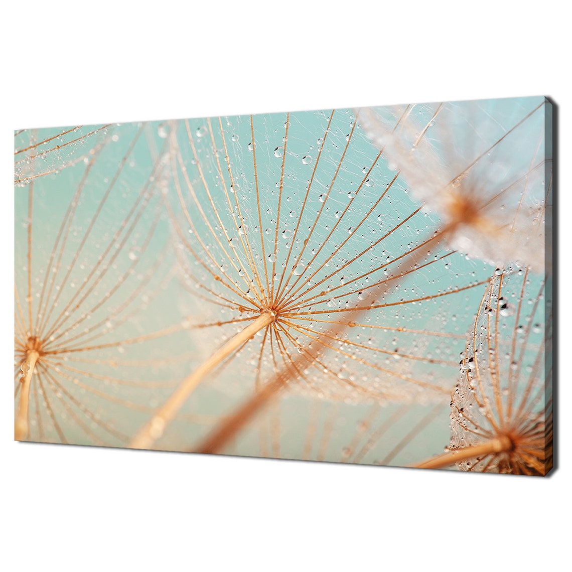 Dandelion Seed Heads With Morning Dew Drops Soft Macro Wall Art
