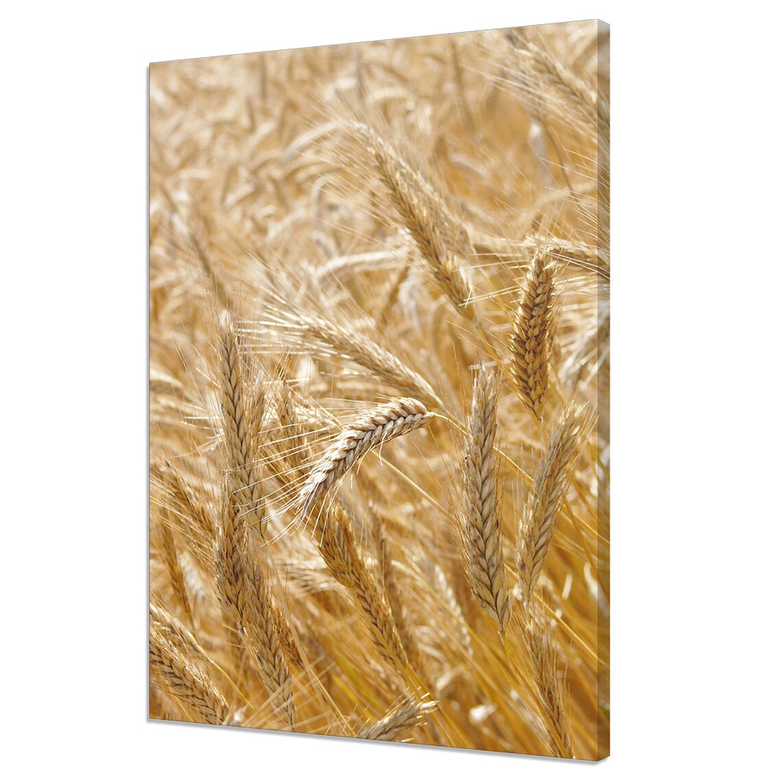 Golden Wheat Field Ears Close Up Nature Photography Art Print