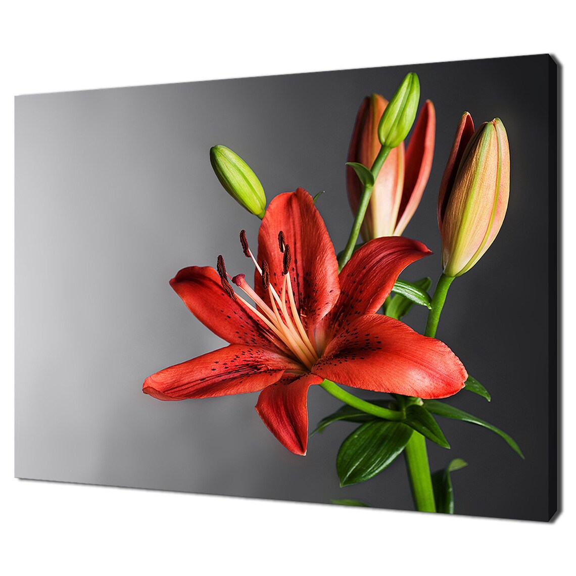 Red Lily Flower Stem, Modern Botanical Wall Art Print