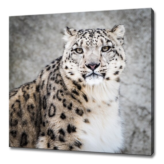 Snow Leopard Portrait Piercing Gaze Big Cat Wildlife Photography Wall Art