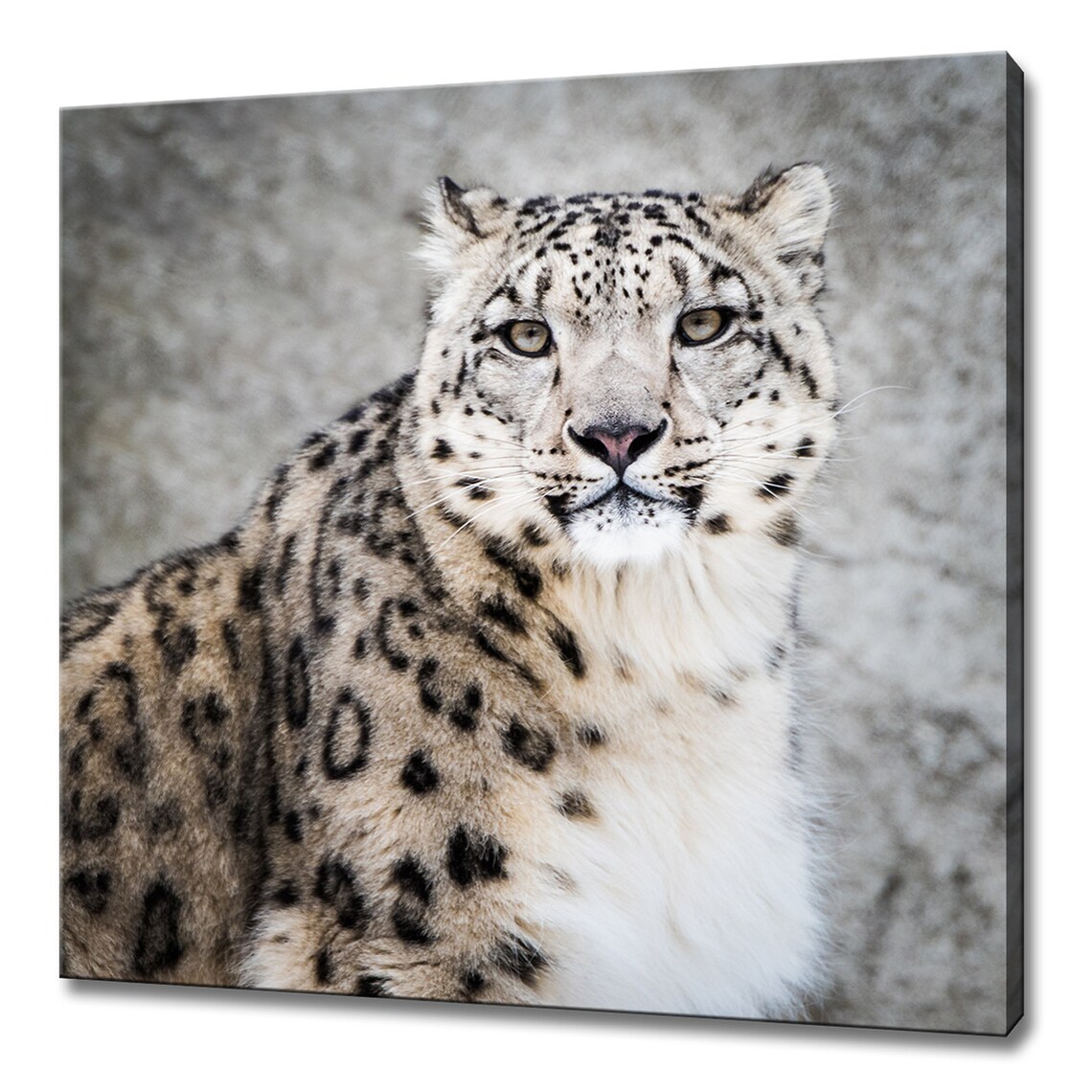 Snow Leopard Portrait Piercing Gaze Big Cat Wildlife Photography Wall Art