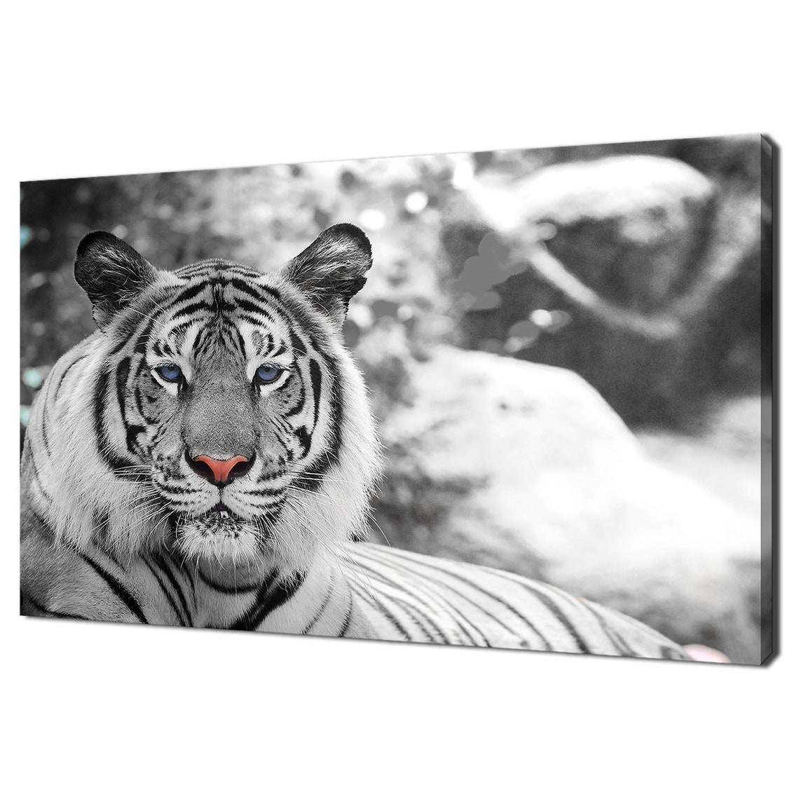 Majestic White Tiger Face Close Up With Blue Eyes Black White Wall Art