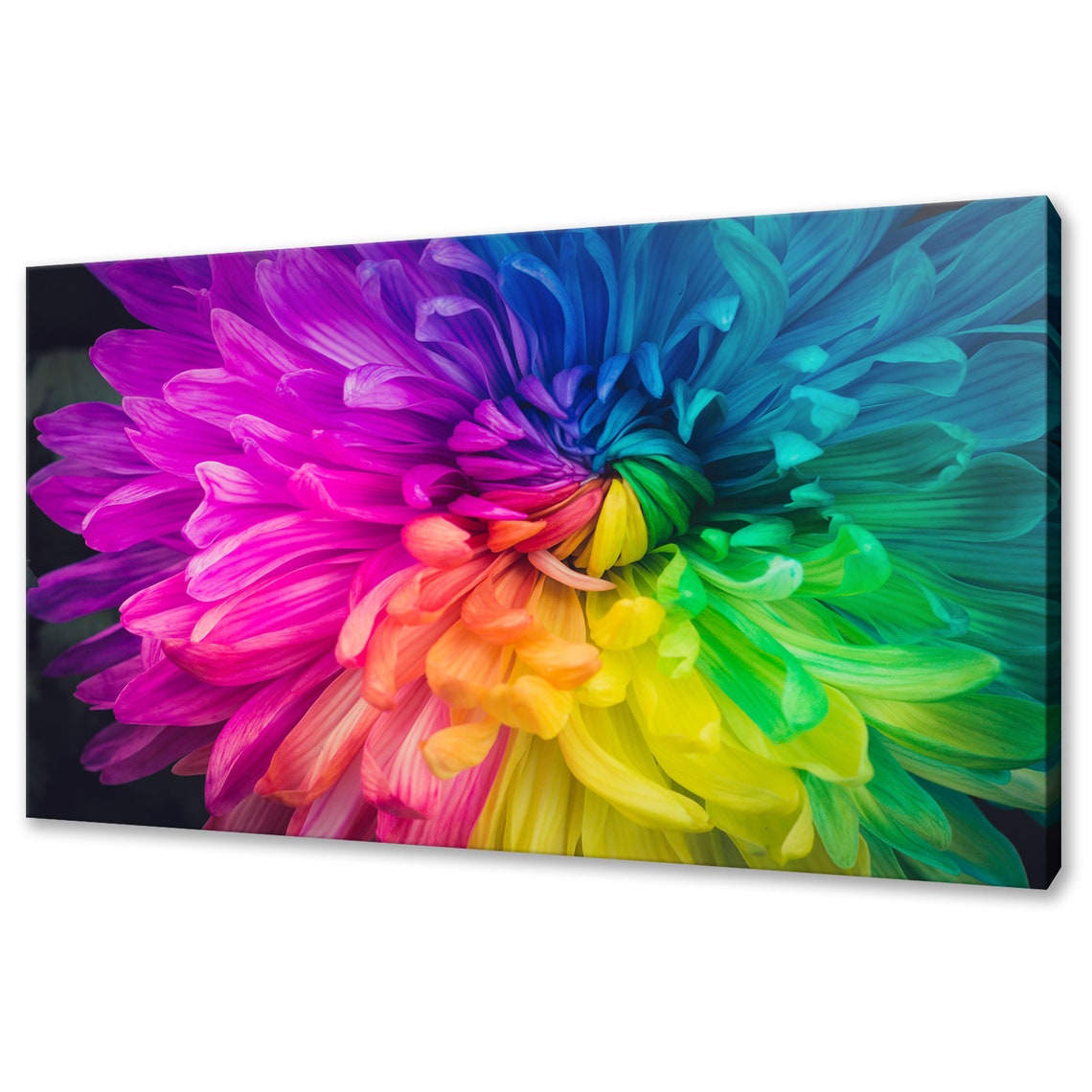 Rainbow Flower Multicolour Petals Close Up Vibrant Floral Art Print