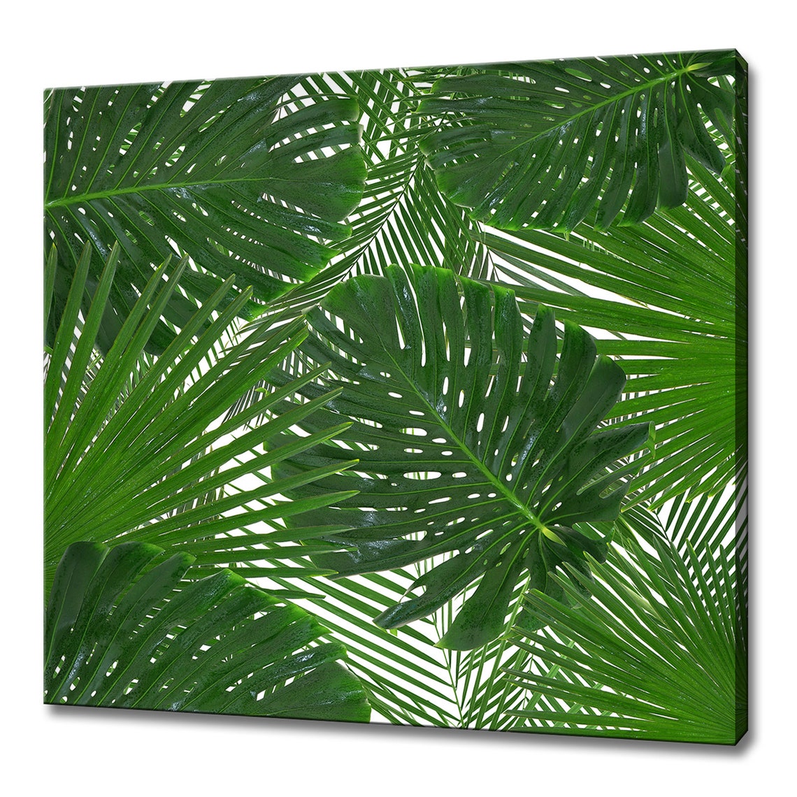 Tropical Palm Monstera Leaves White Background Botanical Photo Poster