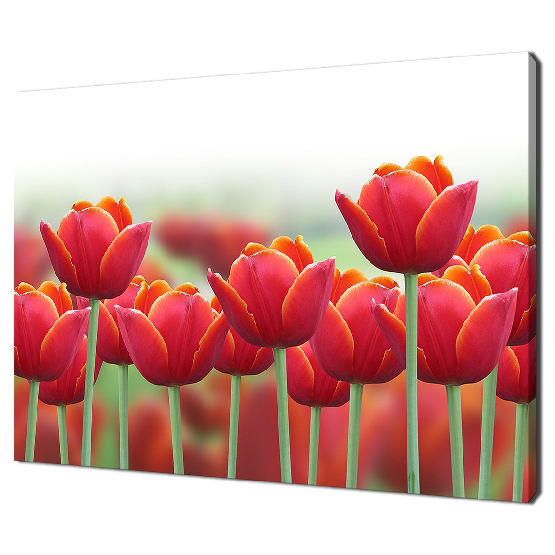 Vibrant Red Tulips Field Bright Spring Blossom Close Up Floral Poster