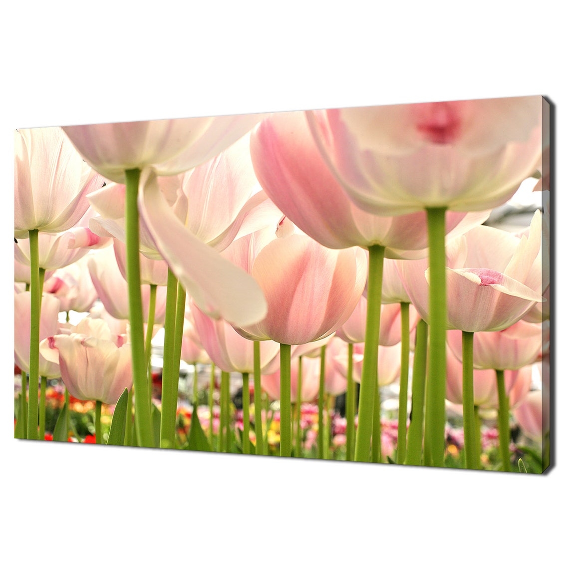 Soft Pink Pastel Tulips Spring Bloom Field Close-Up Floral Wall Art
