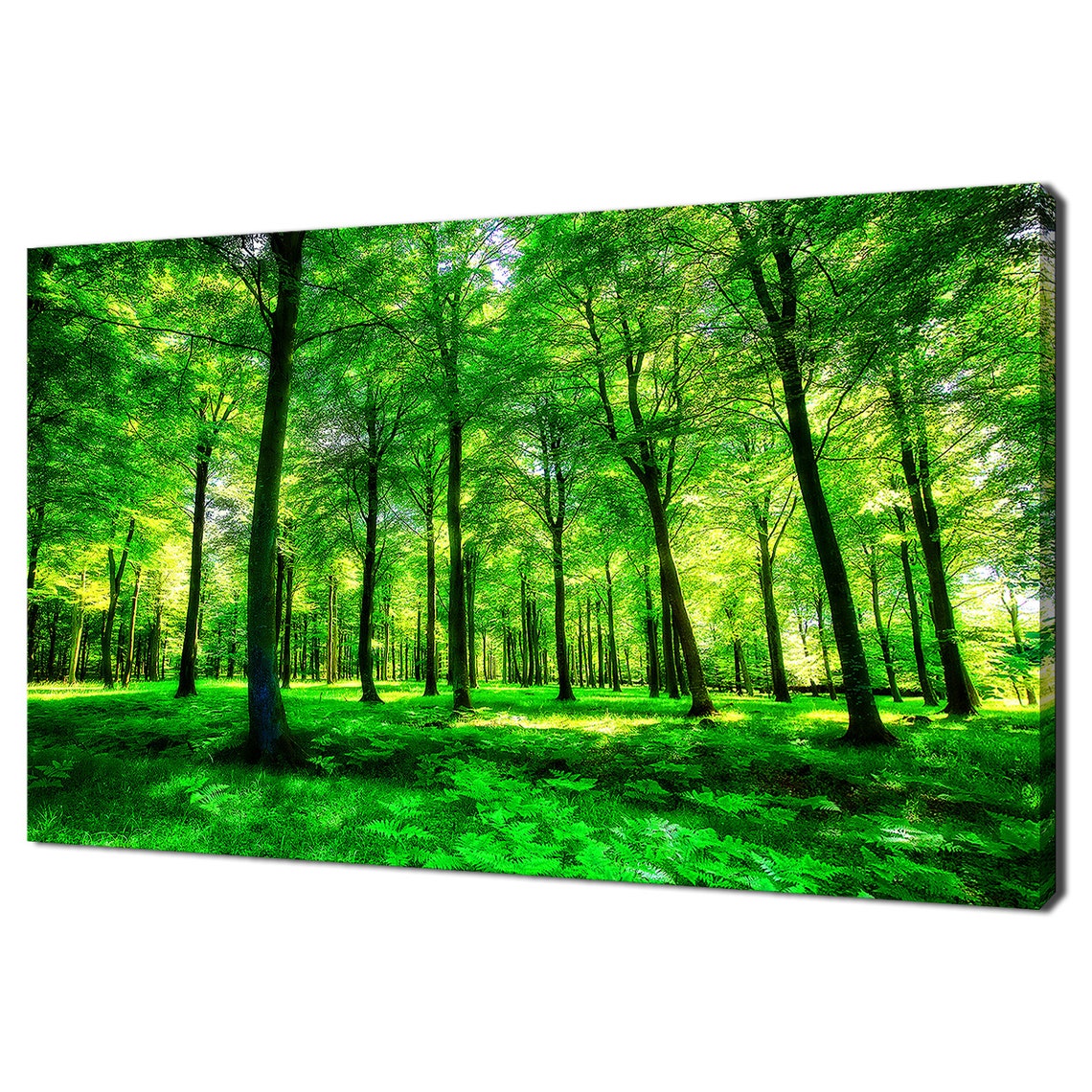 Green Forest Sunlit Trees Lush Woods Nature Photography Wall Art