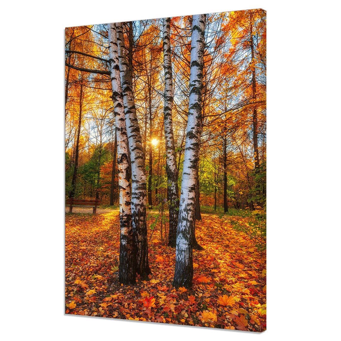 Golden Morning Birch Trees Autumn Park Fall Leaves Sunlight Poster