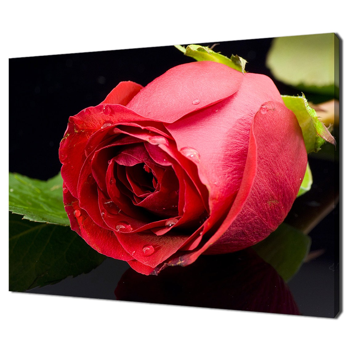 Close Up Red Rose With Water Drops On Black Background Floral Poster