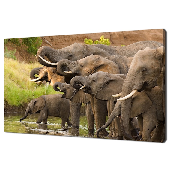 African Elephant Herd Drinking At Waterhole Safari Wildlife Photo Poster