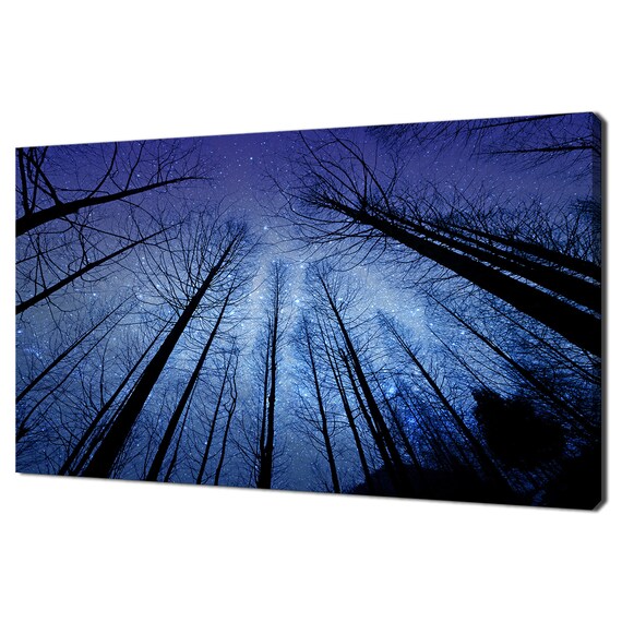 Looking Up Through Dry Forest Trees Blue Night Sky Modern Design Home Decor Print Wall Art Picture
