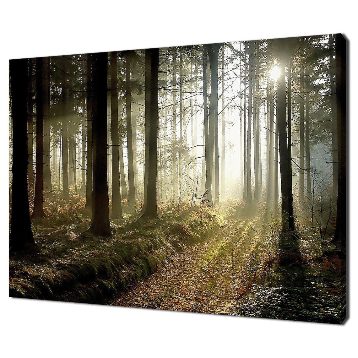 Misty Forest Path At Dawn Sunlight Through Tall Trees Nature Wall Art