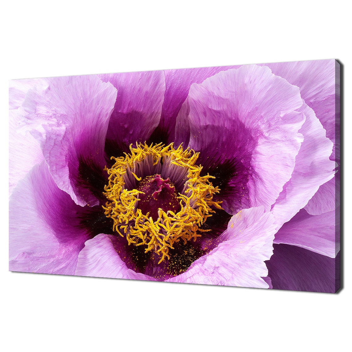 Purple Peony Flower Macro Golden Stamens Blooming Botanical Wall Art