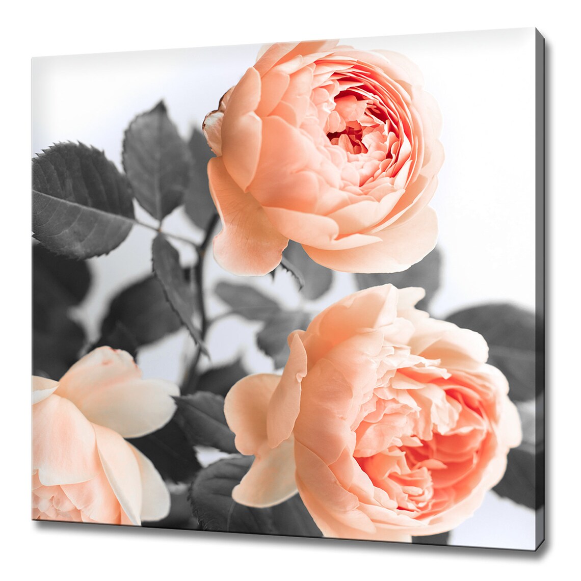 Coral Peach Roses, Modern Floral Wall Art Print