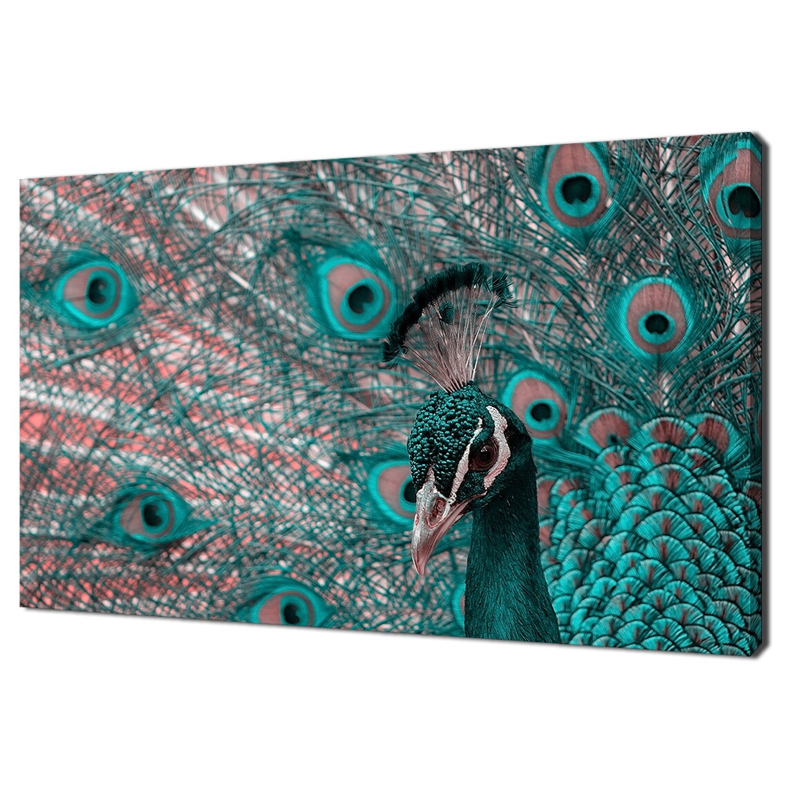 Peacock Bird Modern Design Wall Art Print