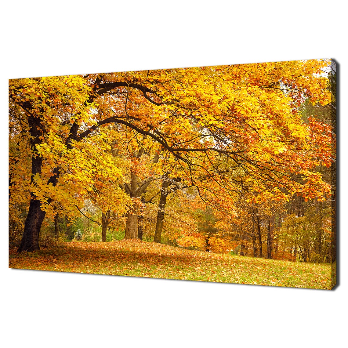 Golden Autumn Trees Fall Foliage Canopy Scenic Nature Poster