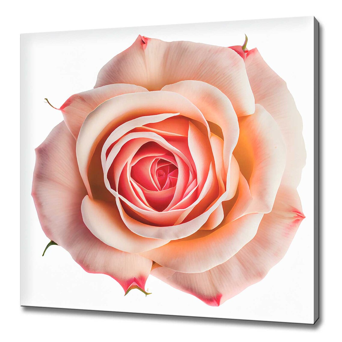 Peach Rose Flower Macro Close Up Soft Floral Wall Decor Art Poster