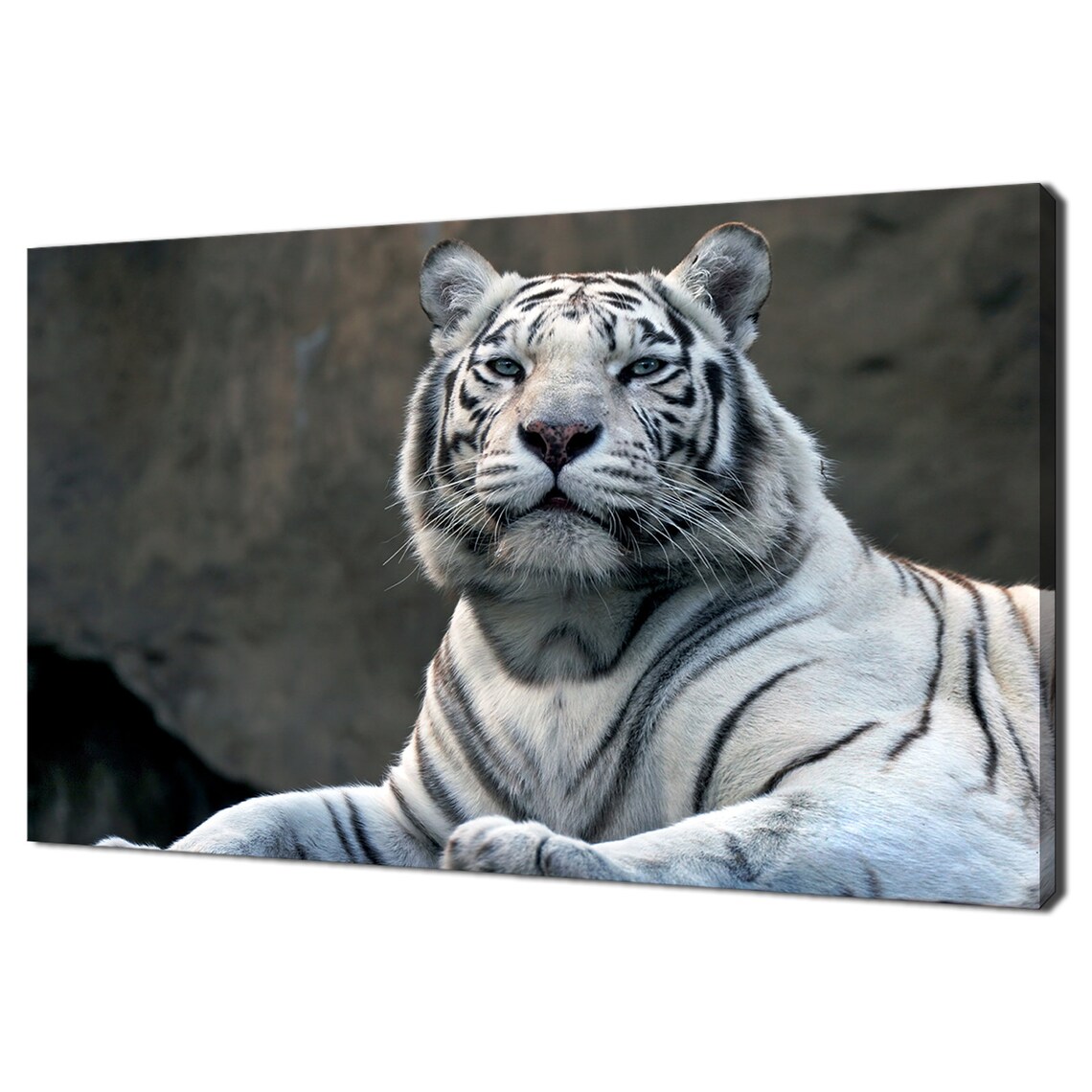 White Bengal Tiger Portrait Blue Eyes Close Up Wildlife Photography Wall Poster