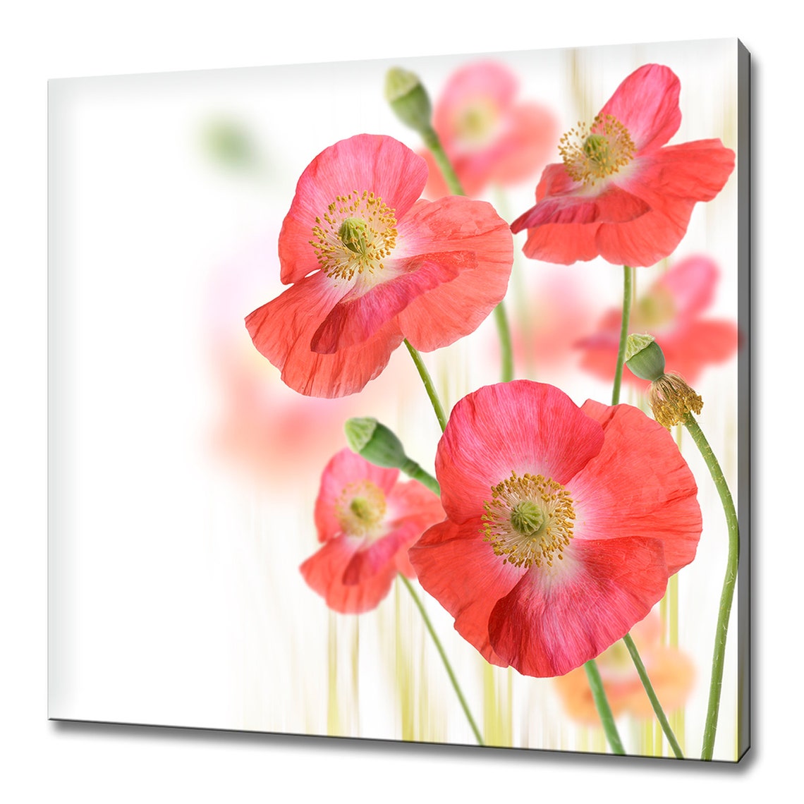 Red Poppy Flowers Blooming Soft White Background Floral Wall Art Print