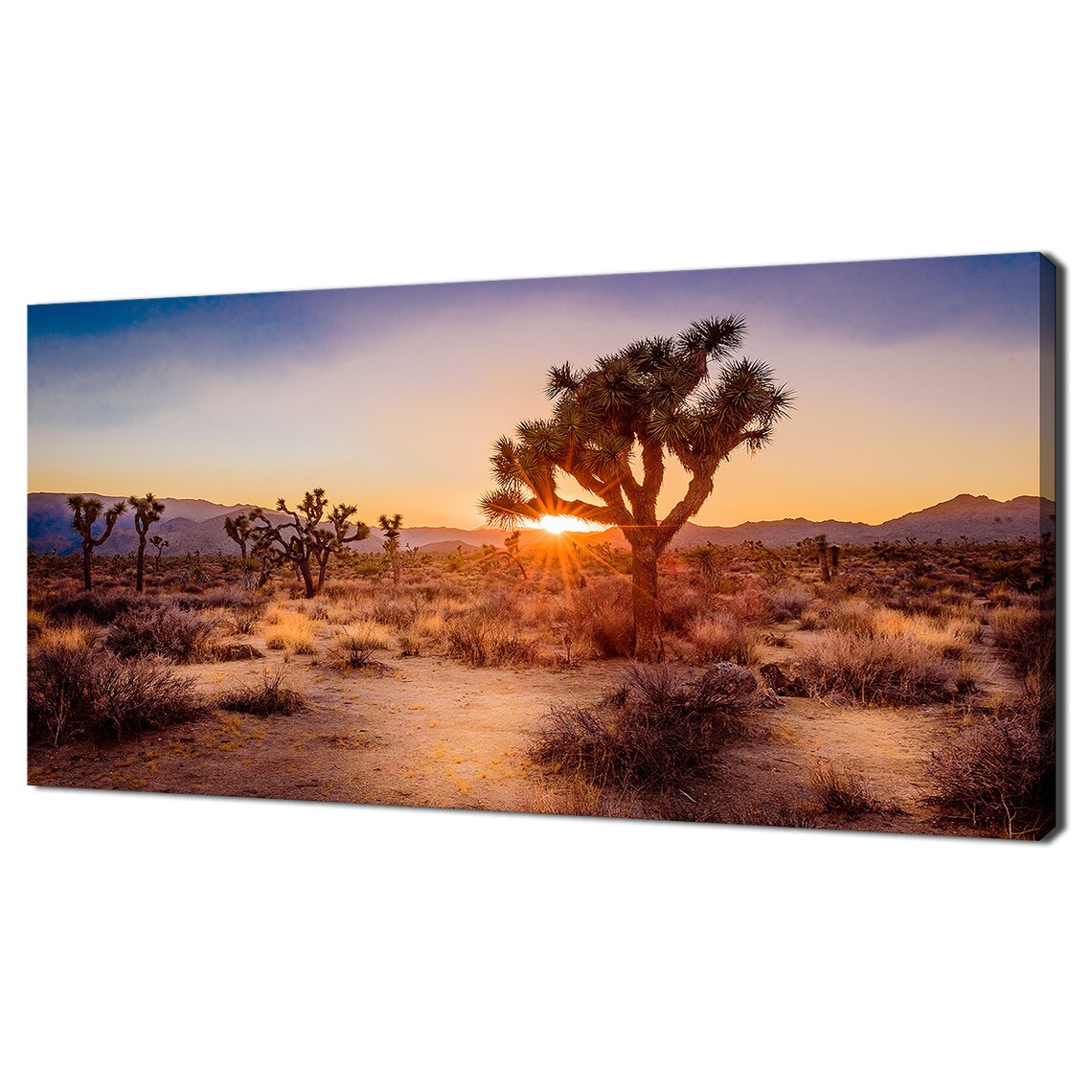 Mojave Desert At Joshua Tree Sunset, Modern Design