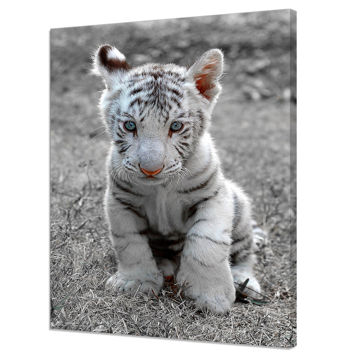 Cute White Tiger Baby Cub With Blue Eyes Black And White Poster