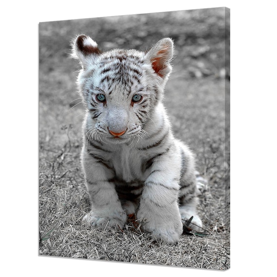 Cute White Tiger Baby Cub With Blue Eyes Black And White Poster