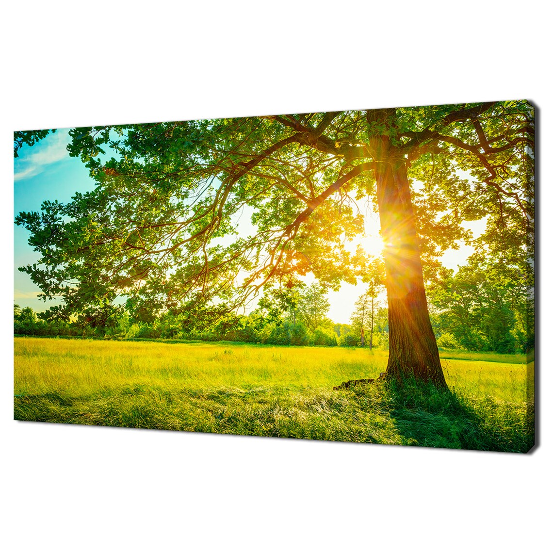 Summer Sunny Forest Green Tree Modern Design