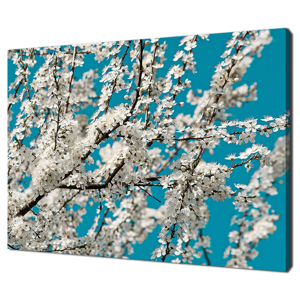 White Cherry Blossom Branches Bright Blue Sky Spring Flower Poster