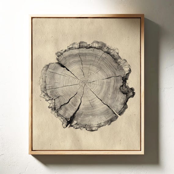Tree Ring Illustration On Aged Paper