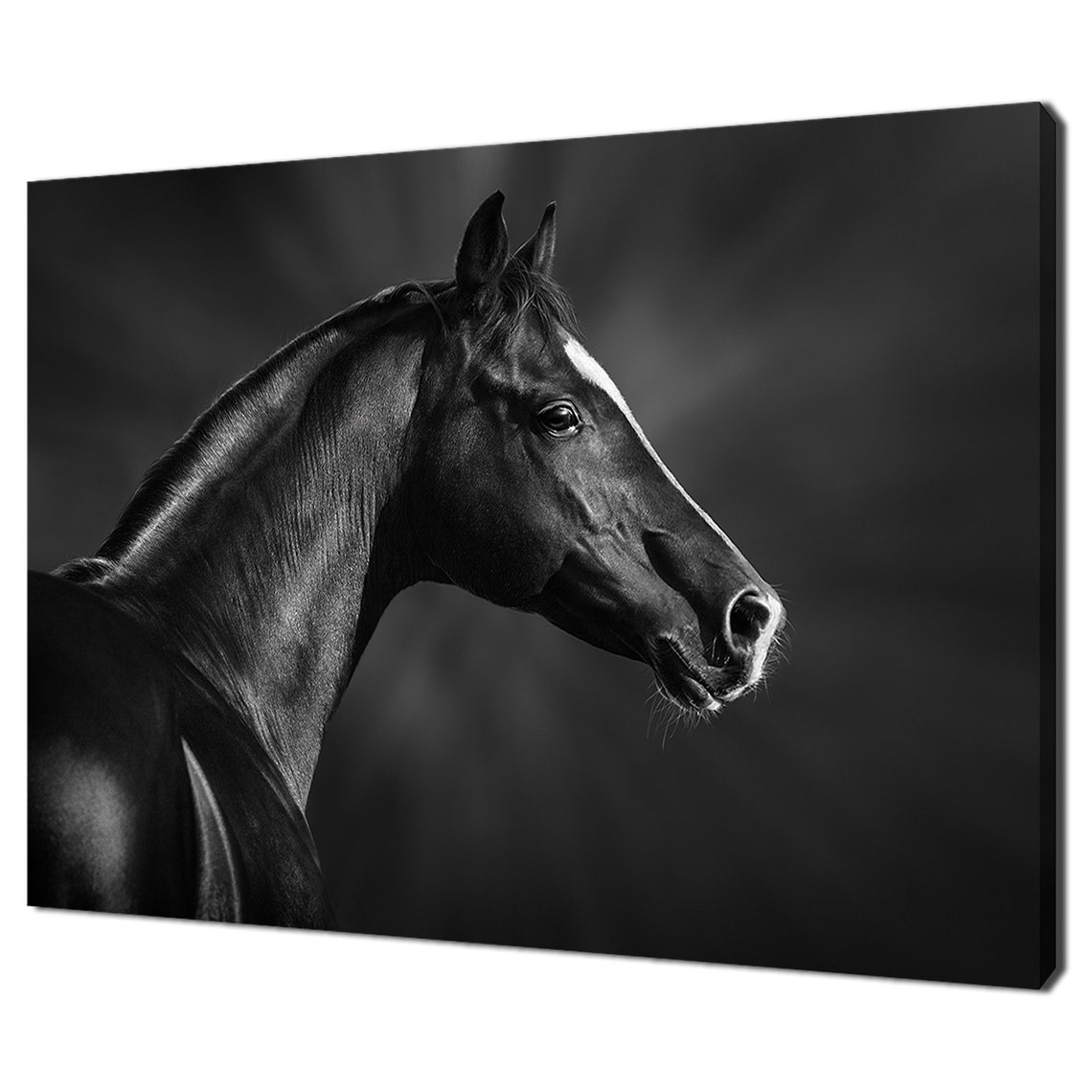 Black Horse Portrait Dramatic Dark Background Equine Photo Art Print