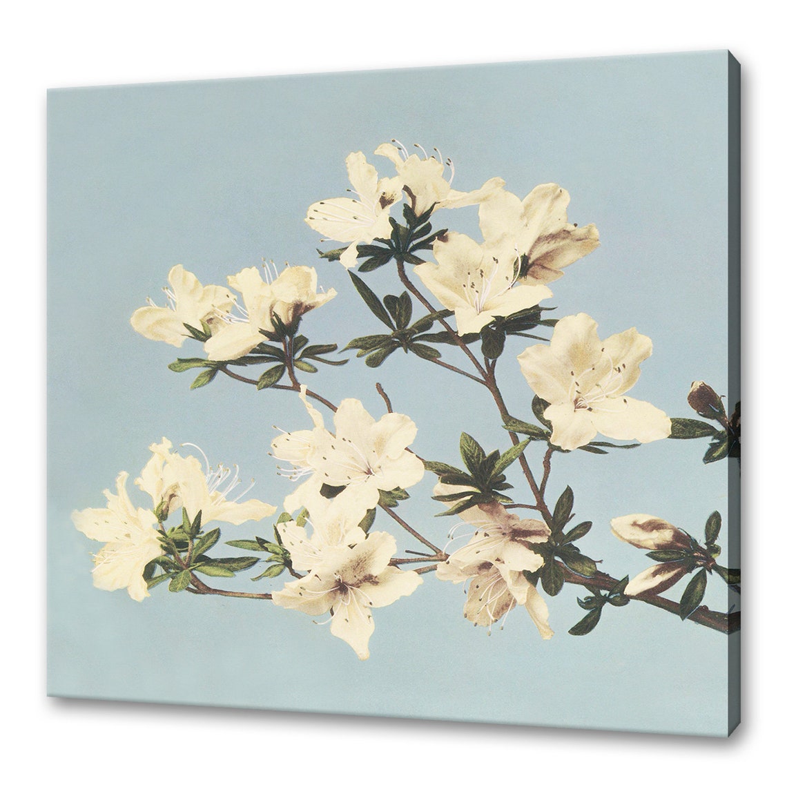 Ogawa Kazumasa White Azaleas Vintage Japanese Botanical Art Poster