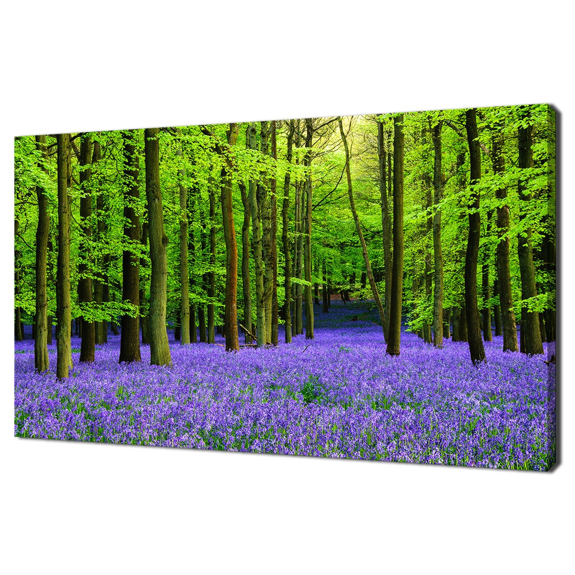 Purple Bluebells Carpeting a Green Spring Forest Floor Art Print