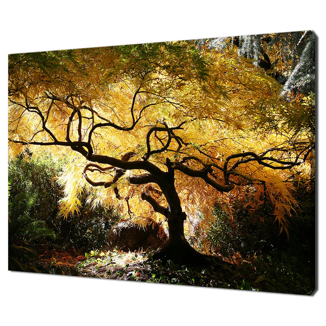 Golden Japanese Maple Tree Autumn Sunlight Garden Nature Wall Art