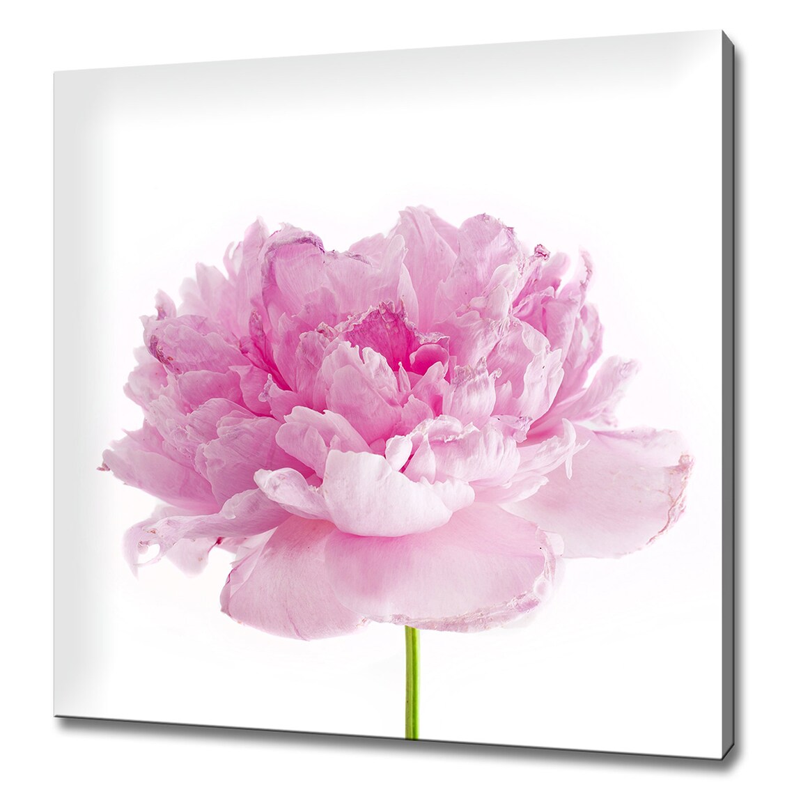 Bright Pink Peony Stem Modern Design Art Print